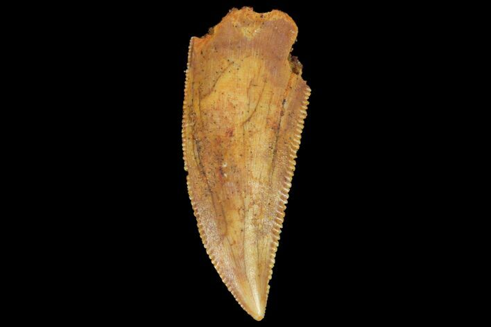 Serrated, Raptor Tooth - Real Dinosaur Tooth #134534